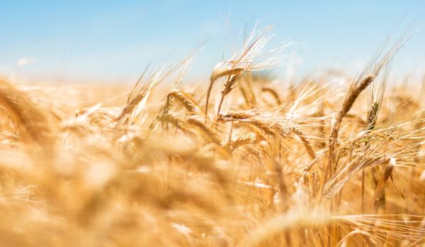 Questionnaire de satisfaction